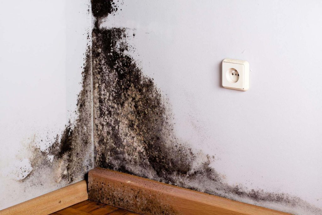 mold damage in a wall